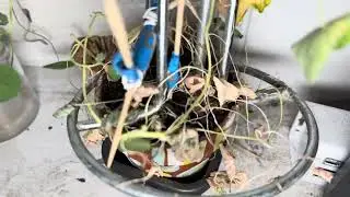 Ekko&rsquo;s Quest No.180: plant vlog 2 