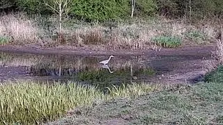 Heron in Cuerden Valley Park