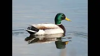Sounds of ducks on the lake