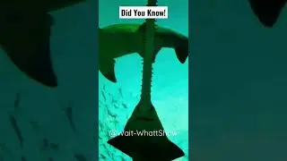 Did you know about Saw Fish!!😱😱 | facts | #shorts