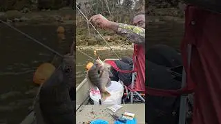 Огромный окунь выловлен из реки 🎣🎣🎣