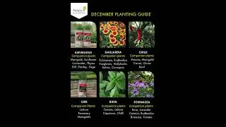 What to Plant in New Zealand in December