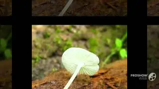 Hemimycena cucullata - fungi kingdom