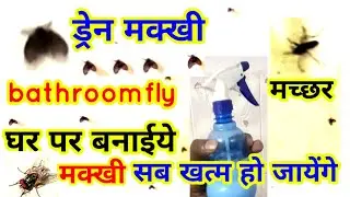 Drane fly, bathroom fly, machhar, fly how to get rid of, how to get rid of, how to get rid of fly...