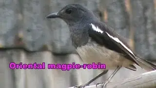 Oriental magpie robin | national bird of Bangladesh
