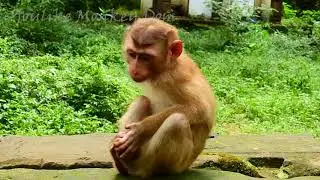 Youlike Monkey Dom 2 37