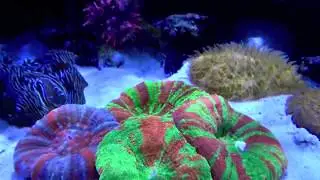 Innovative Marine 120g - REEF TANK TOUR