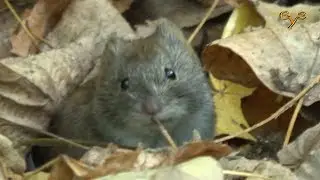 Рыжая полёвка грызёт жёлудь / Bank vole gnawing an acorn.