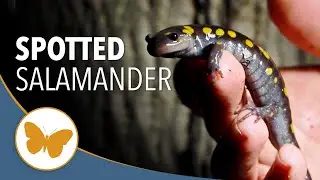 Searching for the Spotted Salamander