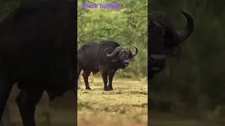 black buffalo  #wildlife  #buffalo #nntr #black buffalo