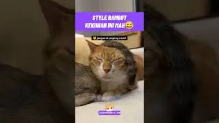 style rambut kekinian si oyen 😅#kucinglucu #kucingmeongmeong #funnycats #cutecat #catmemes