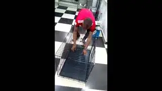Fully Equipped Dog Cage With Tray And Slate