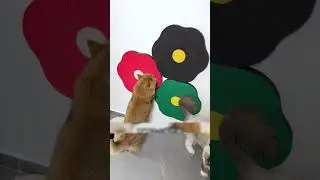 Customizable scratching fun! 🏠✨ #CatWellness #StretchAndScratch