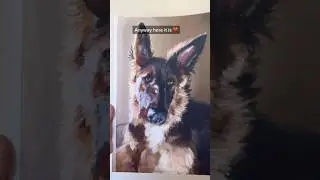 Both styles on my site ❤️ #dog #germanshepherd #portrait #painting #softpastel #customorder #chalk