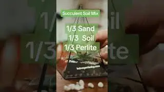Best Succulent Soil Mix #plant #houseplants #succulent