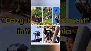 Eagle 🦅🐾️ Hunting action in Yala National Park Wild Safari in Sri Lanka #yalanationalpark #srilanka