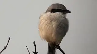 Stor Tornskade (Lanius excubitor), Borre S&oslash;mose, M&oslash;n, 16-02-2023