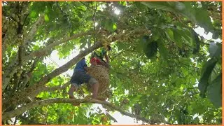Harvesting Lansones : Regulacion Farm   | Vlog#37