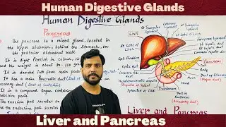 Digestive Glands in hindi | Liver ans pancreas|Human physiology | Digestive system | neet/ncert