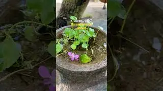 എന്റെ സ്വന്തം വീട് 🏠| #dailyvlog #peaceful #homevlogs #morning #morningvibes