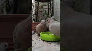 #birdfeeding #birds #birdingparadise #birdlovers #viral #happybirds #birdsounds #featherfeast