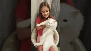 Две принцессы #angoracat #cat #белаякошка #кошечка #ангора #маруся #angoramarusya #princesses
