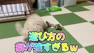 【マルプー】クセの強い遊び方しますw #マルプー #子犬 #dogvlog