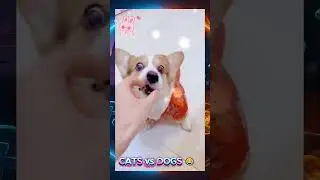 Funny Cats and Dogs Compilation 😂 | Try Not To Laugh #shorts