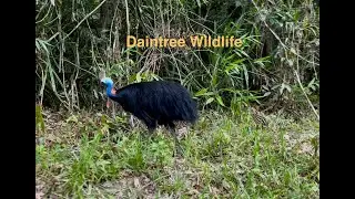 Wildlife Encounters in the Daintree Rainforest