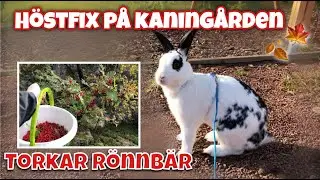 Vlogg~ Höstfix på kaningården