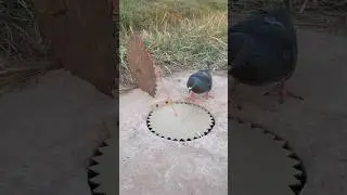 Creative Easy Bird Trap Using Paper #shorts