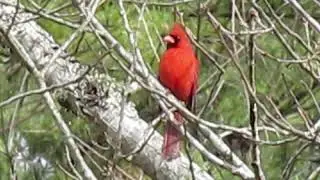 Cardinal mating calls 2 6 2021