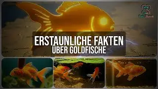 Erstaunliche Fakten &uuml;ber Goldfische, die du nicht kanntest!