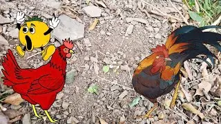 Easy Wild Chicken Trap Using Cardboard -Simple Bird Trap Work 100%