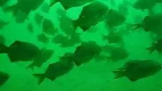Striped sea perch 1