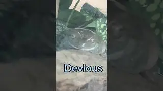 Bro is planning something Devious😂#funny