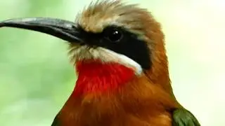 Wei&szlig;stirnspint (Merops bullockoides) Zoo Sch&ouml;nbrunn &ndash; White-fronted bee-eater FZ82 Superzoom