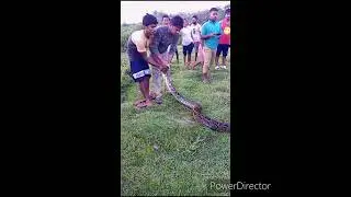 Ajgar saamp 10 foot village 😱😰#shorts #ajgar #saamp #youtuber