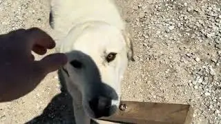 Why I Put A &ldquo;Dangle Stick&rdquo; On Major, Our Livestock Guardian Dog