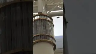 bird commits suicide