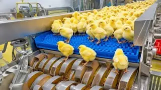 inside a Chicken Mega Factory: Chicken Egg Incubation Technology - Broiler Raising Method & Process