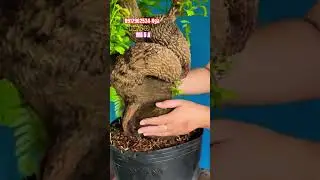 Sour tamarind embryo with twisted body..#shortvideos