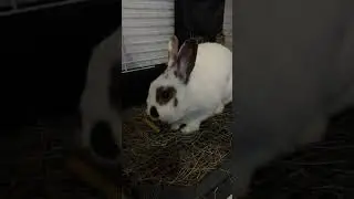 #КроликЦиля #shorts #asmr #шортс #trend #top #кролик #топ #тренды #pets #animals #животные #асмр