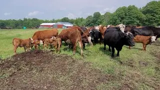Farming - Calving Spring 2025