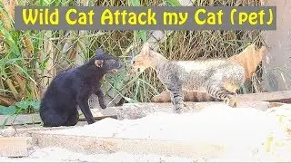 wild cat attack my home cat (pet) - Cats fighting, cat attack cat (01)