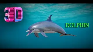 dolphin 3d | dolphin 3d animated |dolphin swiming animated 3d model |