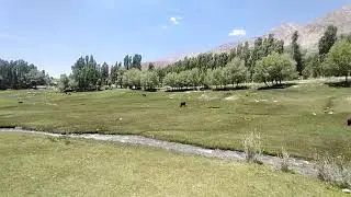 Bashart Basha in /Susum/lasht