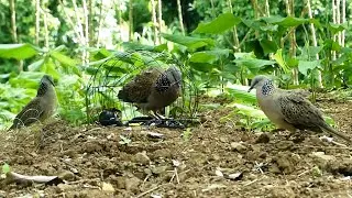 Dove trap on the ground - Traditional Catch Dove By Quick Traps