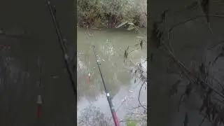 La pescuit pe vale la oblete și clean