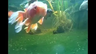 Relaxing Koi & Turtle Pond 🐟 Live Underwater Cam